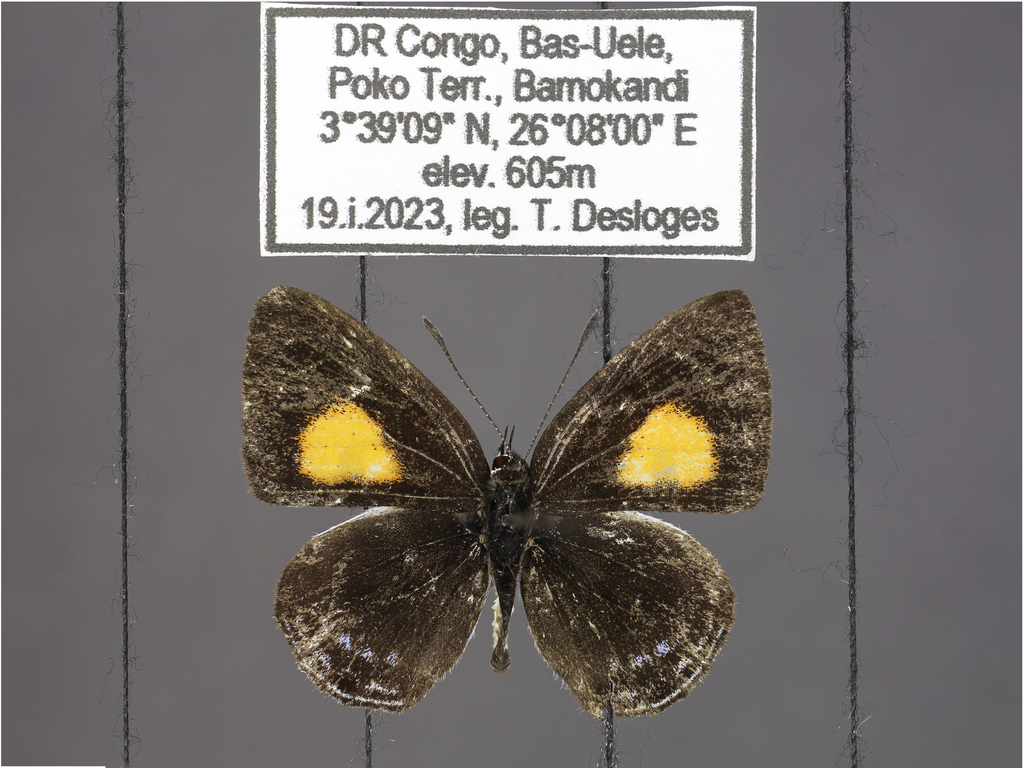 Neurellipes lycotas from Bamokandi, Bas-Uele on January 19, 2023 by ...