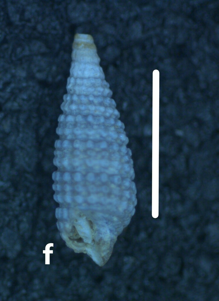 Similiphora