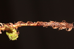 Polystichum glaciale