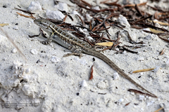 Sceloporus cozumelae