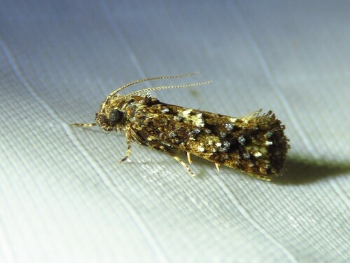 Cresson's Grass Tubeworm Moth photo 3