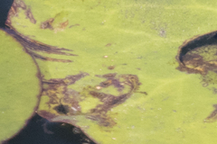 Galerucella nymphaeae