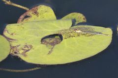 Galerucella nymphaeae