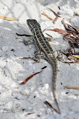 Sceloporus cozumelae