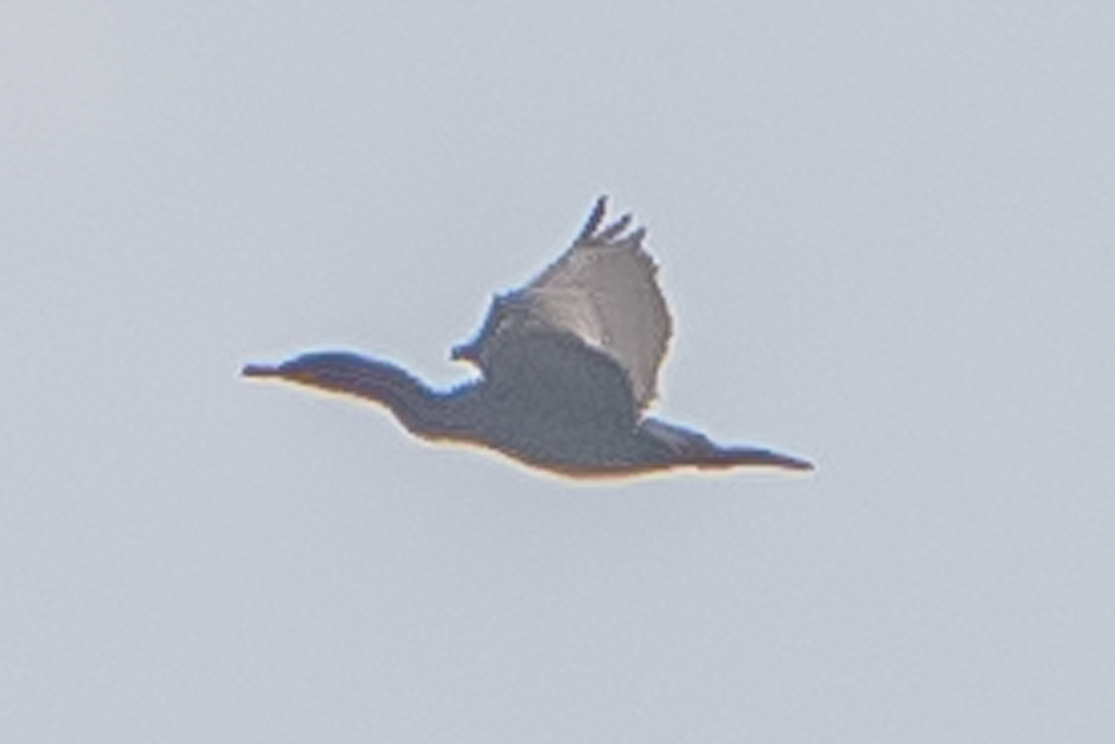 double-crested-cormorant-from-sandy-point-state-park-md-usa-on-july