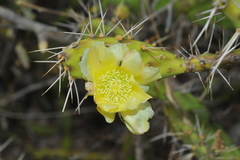 Opuntia triacanthos