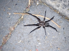 Araneomorphae