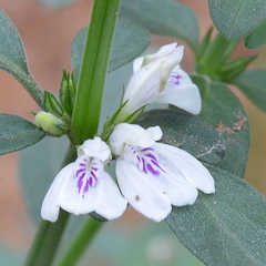 Justicia protracta protracta