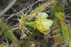 Opuntia triacanthos