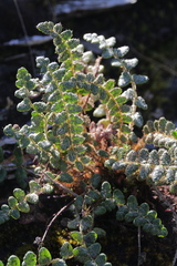 Polystichum glaciale