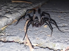 Araneomorphae