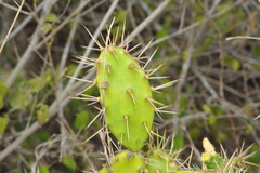Opuntia triacanthos