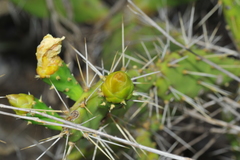 Opuntia triacanthos