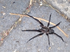 Araneomorphae