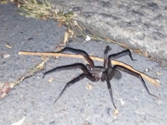 Araneomorphae