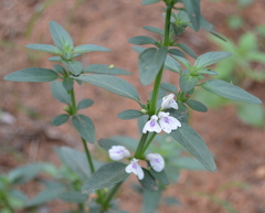 Justicia protracta protracta