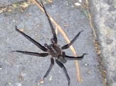 Araneomorphae