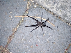 Araneomorphae