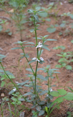 Justicia protracta protracta