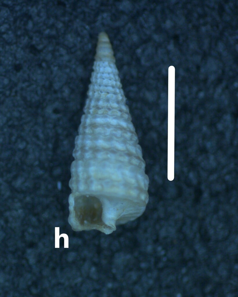 Triphora atlantica
