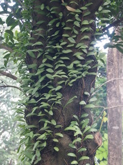 Lemmaphyllum microphyllum