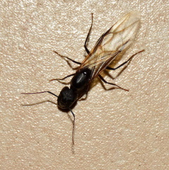 Camponotus empedocles