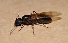 Camponotus empedocles