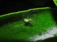 Araneus uniformis
