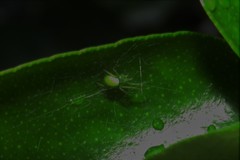 Araneus uniformis