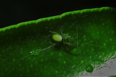 Araneus uniformis