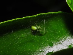Araneus uniformis