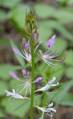 Cleome hirta