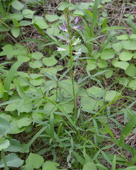 Cleome hirta