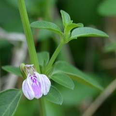 Justicia protracta protracta