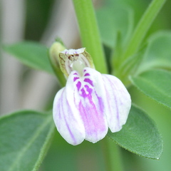 Justicia protracta protracta