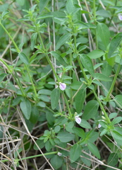 Justicia protracta protracta