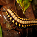 Python Millipede - Photo (c) Alphons, some rights reserved (CC BY-NC), uploaded by Alphons