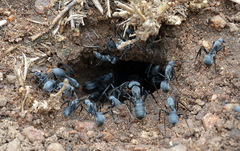 Camponotus eugeniae