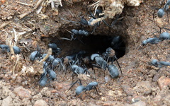 Camponotus eugeniae