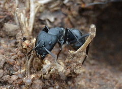 Camponotus eugeniae