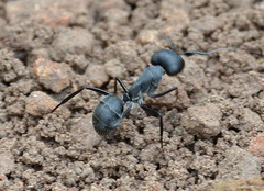 Camponotus eugeniae