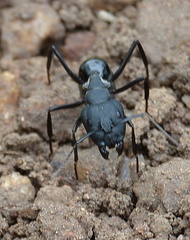 Camponotus eugeniae