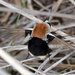 Bombomyia - Photo (c) copper,  זכויות יוצרים חלקיות (CC BY-NC), הועלה על ידי copper