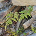 Gymnocarpium remote-pinnatum - Photo (c) 沈冠宇(Kuan-yu Shen), algunos derechos reservados (CC BY-NC-ND), subido por 沈冠宇(Kuan-yu Shen)