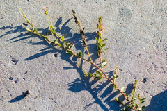 Indigofera spicata