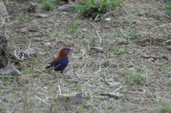 Granatina ianthinogaster