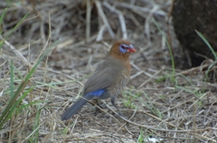 Granatina ianthinogaster