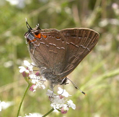 Satyrium favonius