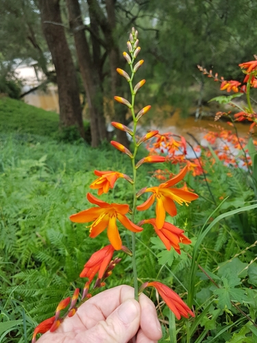 Crocosmia — photo 1