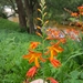 Crocosmia — photo 1
